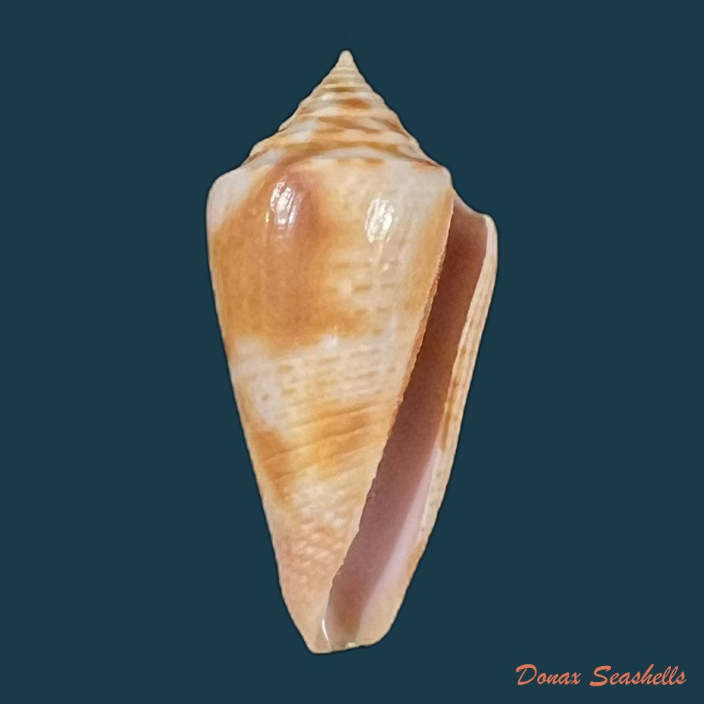 conasprella-ericmonnieri-petuch-r-f-myers-2014-34-9mm-copia