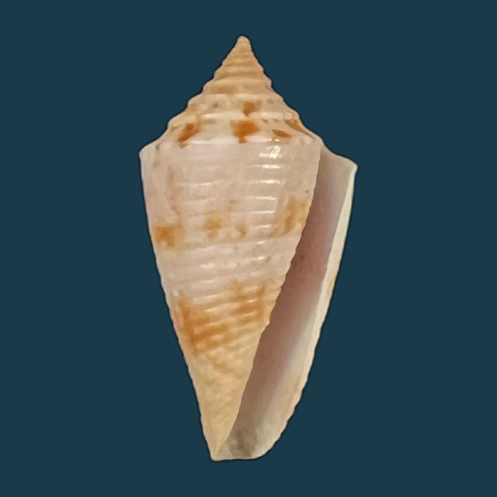 conasprella-icapui-petuch-berschauer-2018-18-6mm-copia