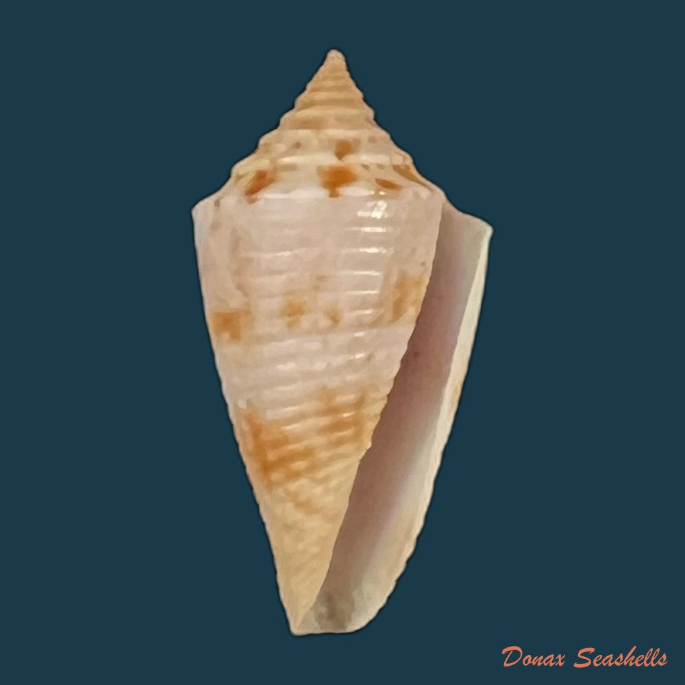 conasprella-icapui-petuch-berschauer-2018-18-6mm-copia
