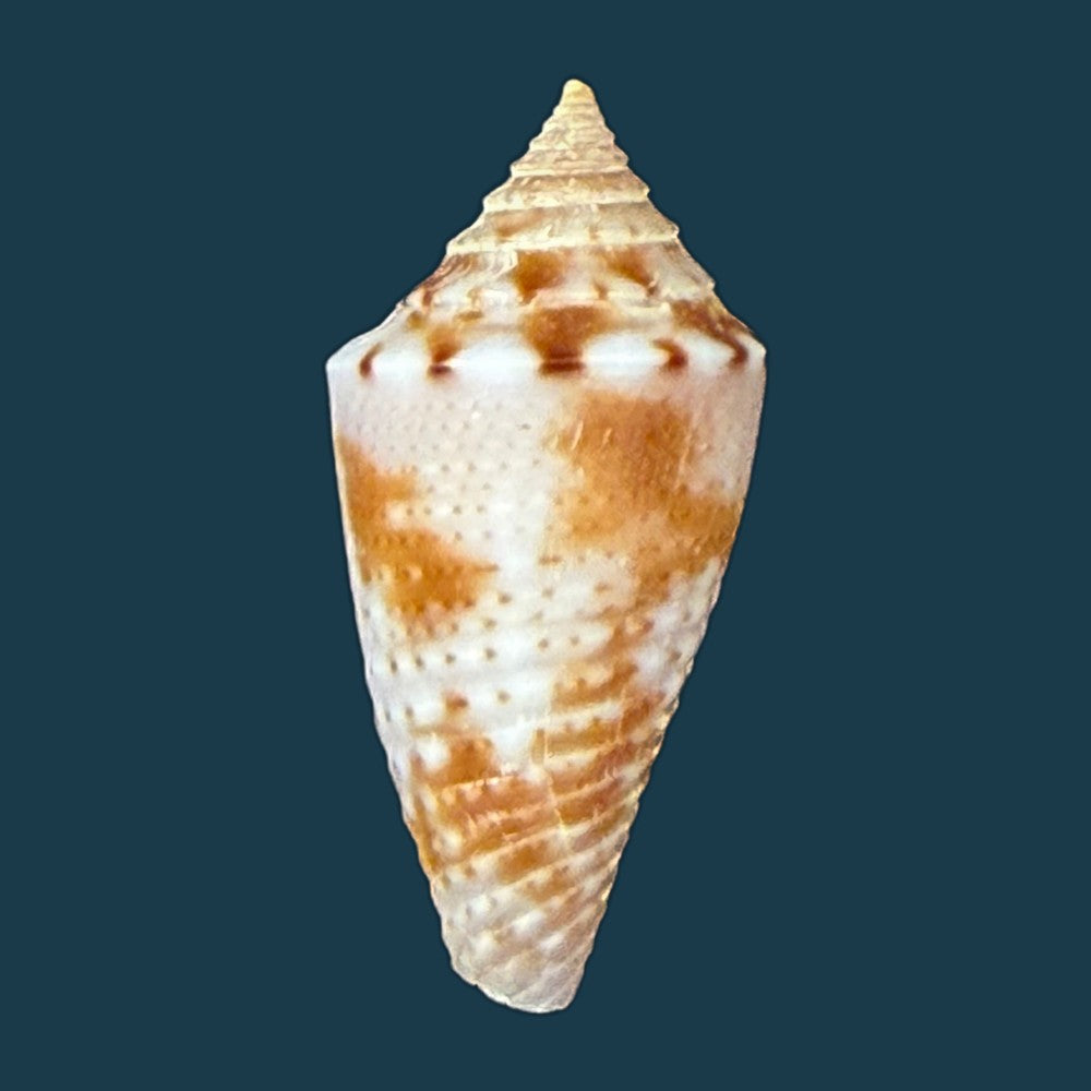 conasprella-icapui-petuch-berschauer-2018-19-3mm-copia
