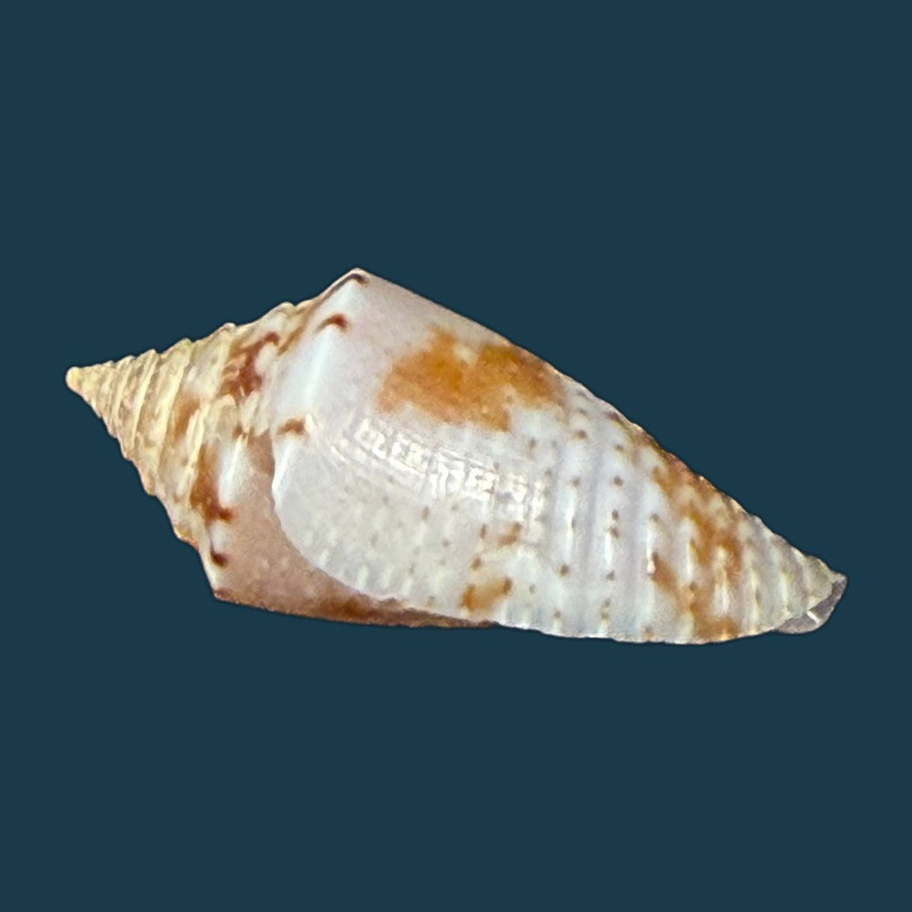conasprella-icapui-petuch-berschauer-2018-19-3mm-copia