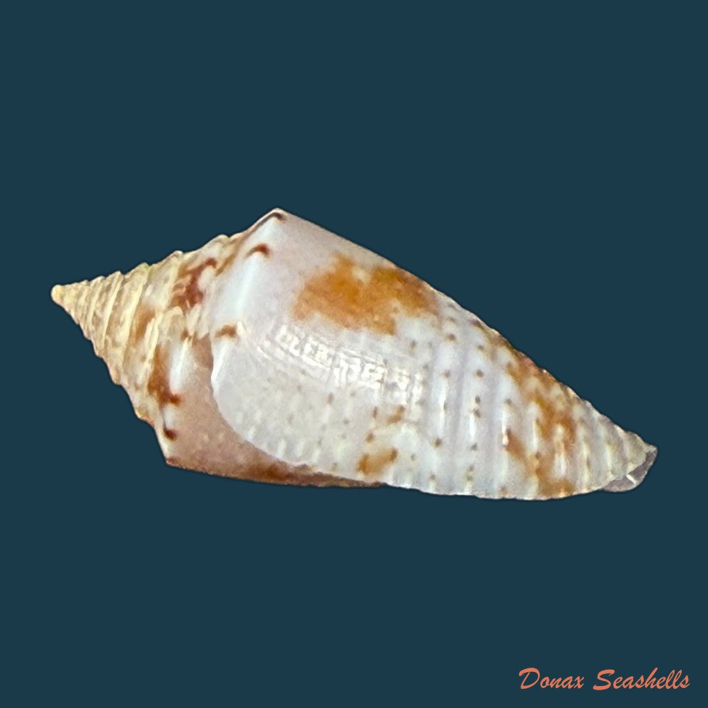 conasprella-icapui-petuch-berschauer-2018-19-3mm-copia