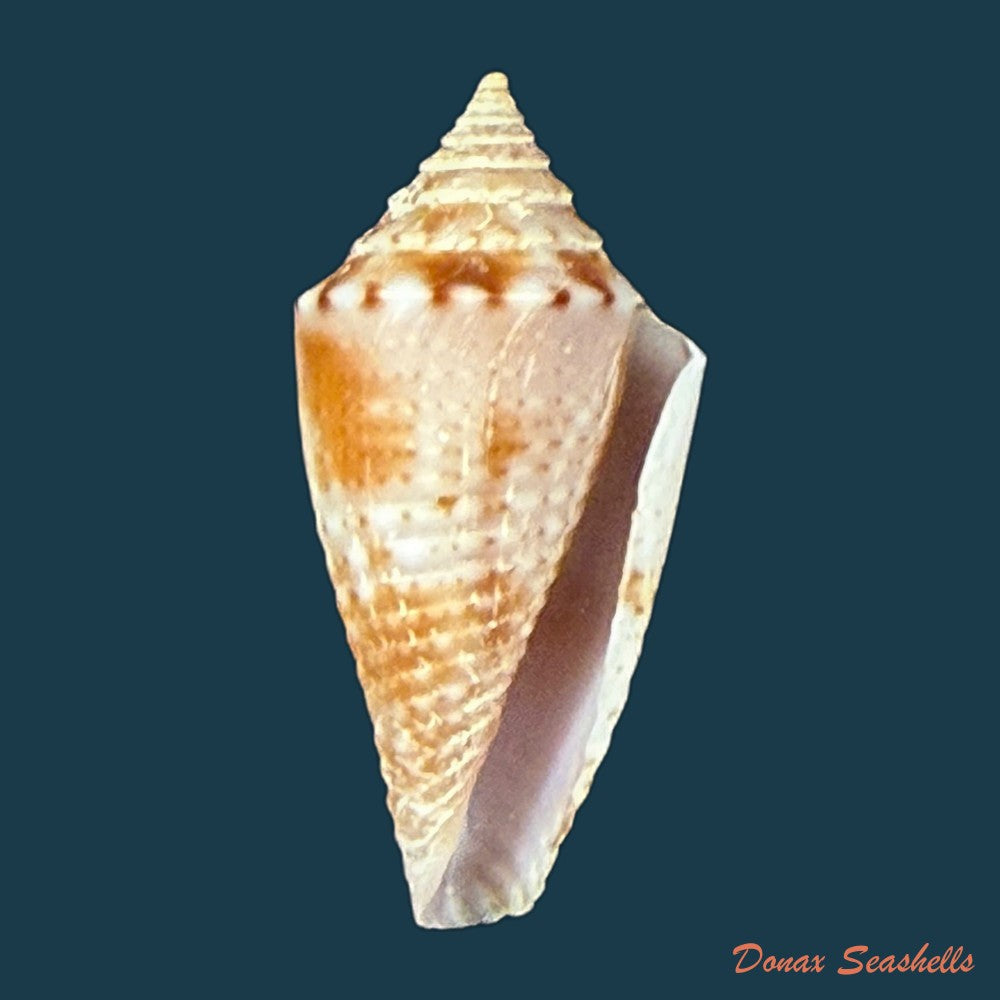 conasprella-icapui-petuch-berschauer-2018-19-3mm-copia