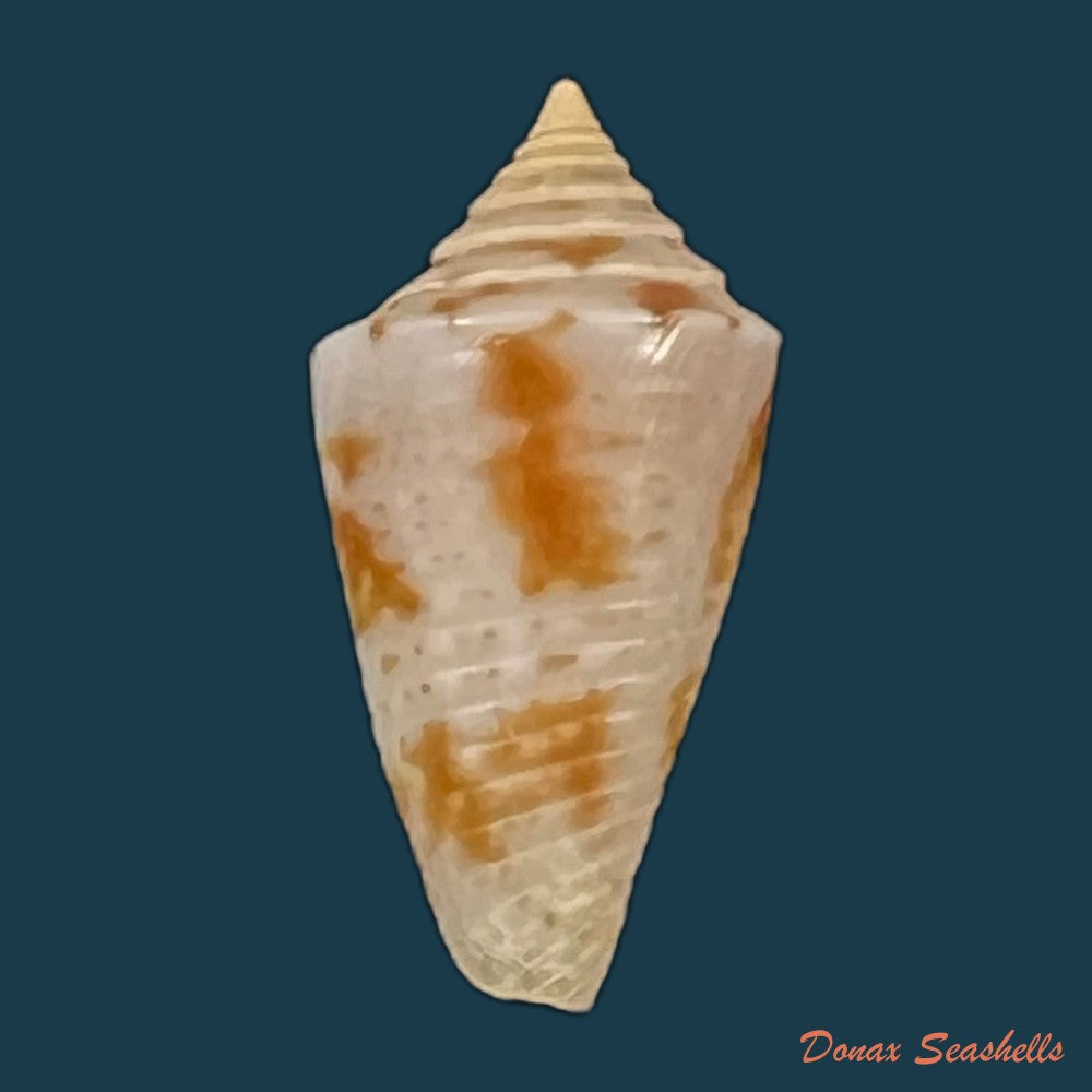 conasprella-itapua-petuch-berschauer-2018-14-9mm-copia