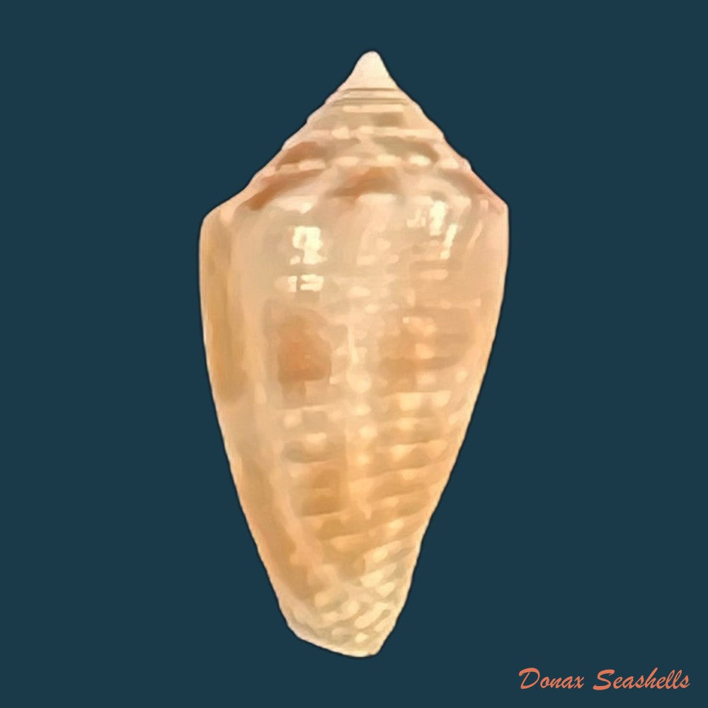 conasprella-josei-petuch-berschauer-2016-16-1mm-copia