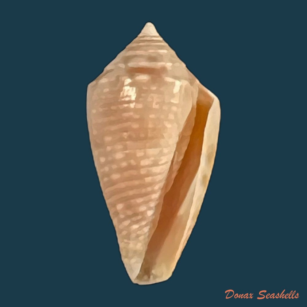 conasprella-josei-petuch-berschauer-2016-16-1mm-copia