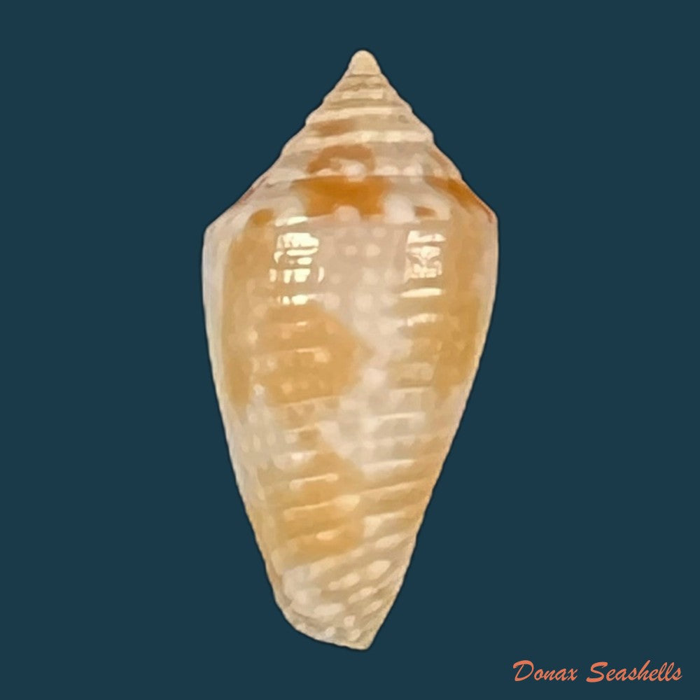 conasprella-josei-petuch-berschauer-2016-21-4mm-copia
