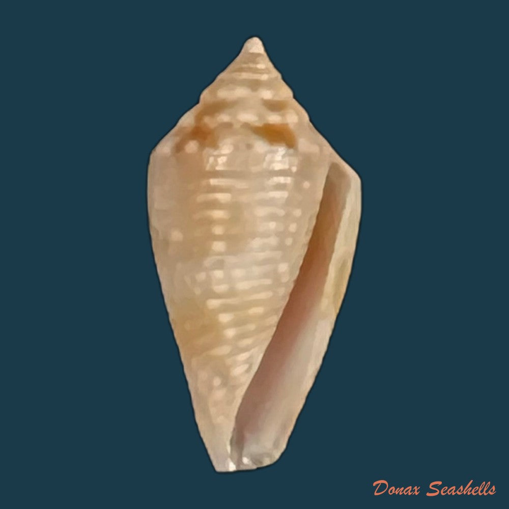 conasprella-josei-petuch-berschauer-2016-21-4mm-copia