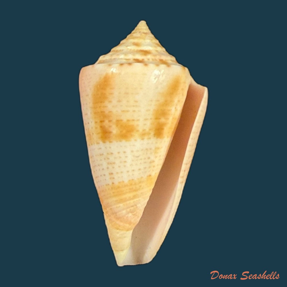 conasprella-mindana-hwass-in-bruguiere-1792-43-4mm-copia