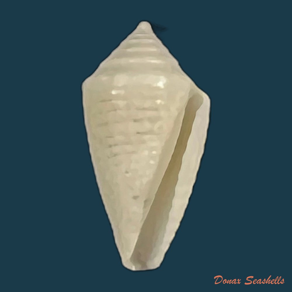 conasprella-pomponeti-petuch-r-f-myers-2014-13-6mm-copia