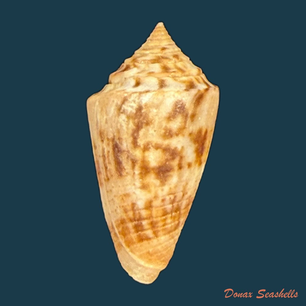 conasprella-simonei-petuch-myers-2014-20-9mm-copia
