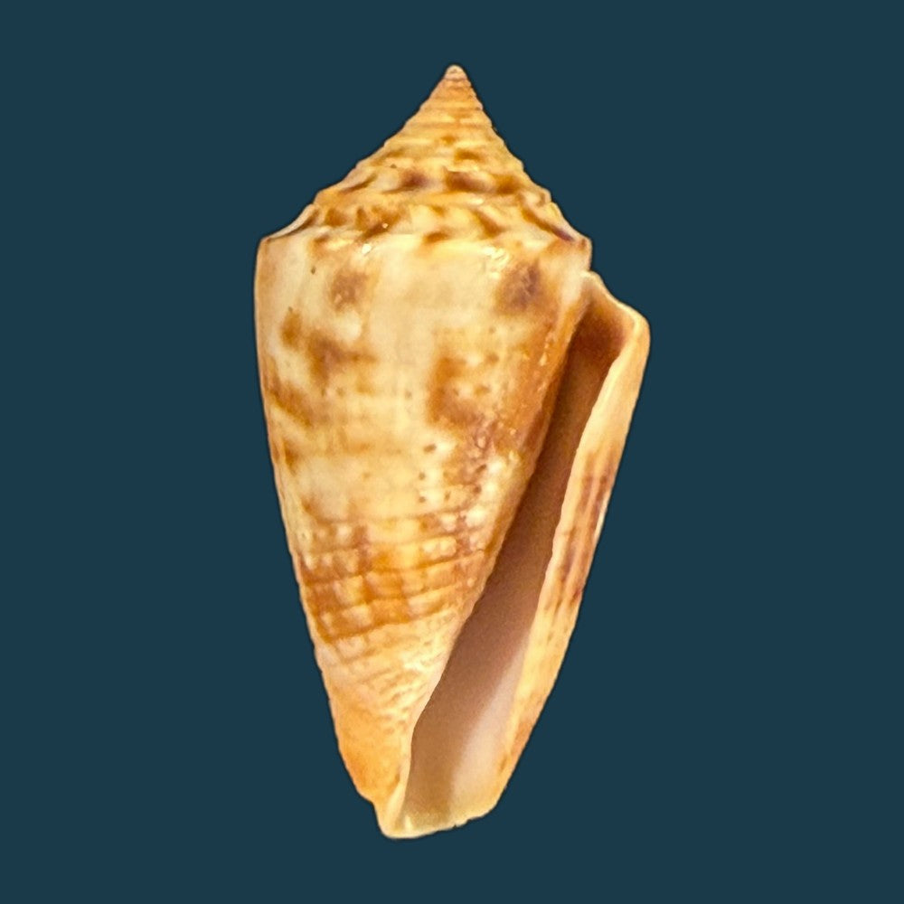 conasprella-simonei-petuch-myers-2014-20-9mm-copia