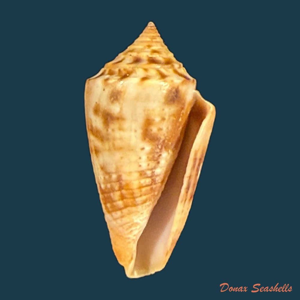 conasprella-simonei-petuch-myers-2014-20-9mm-copia