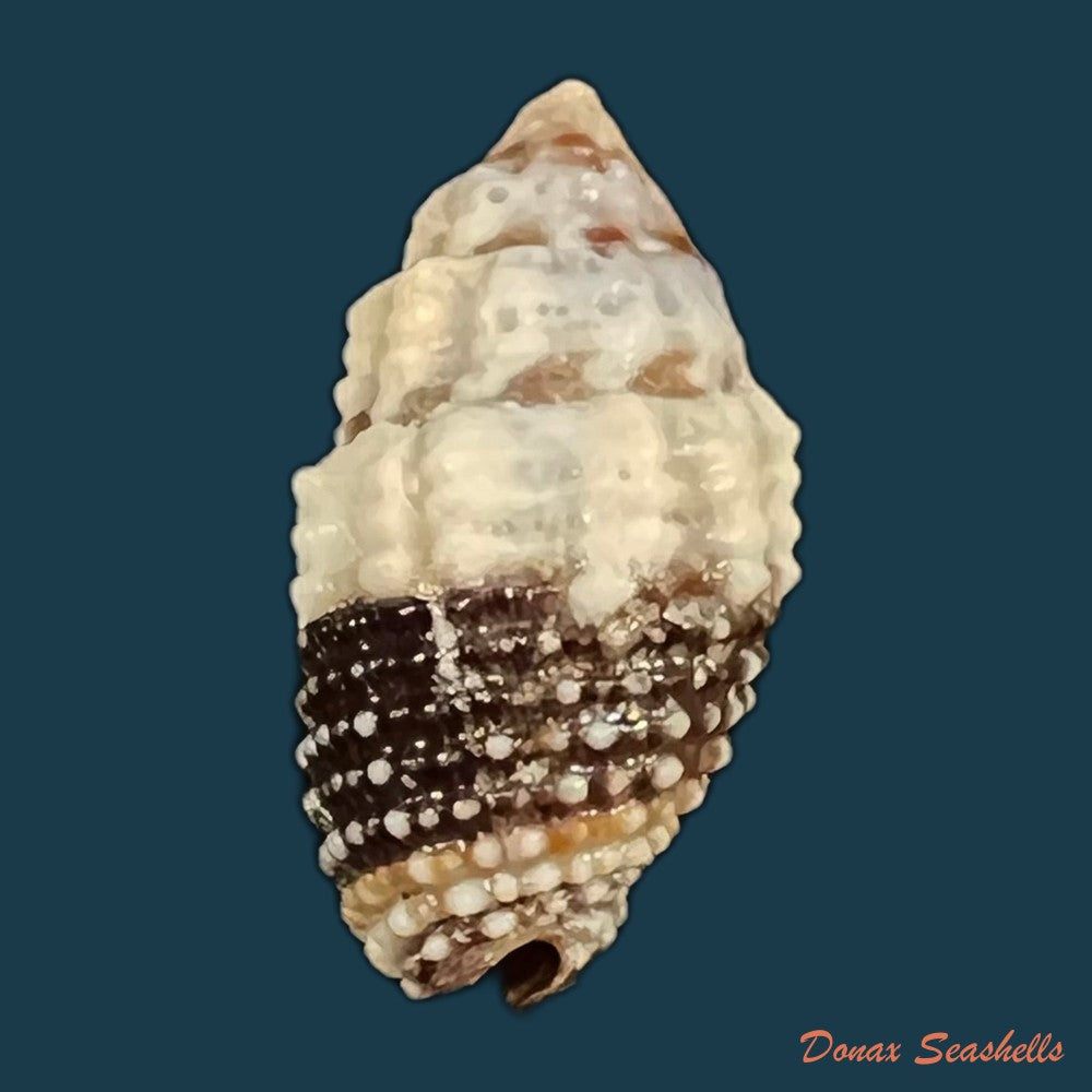condylomitra-tuberosa-reeve-1845-16-2mm-copia