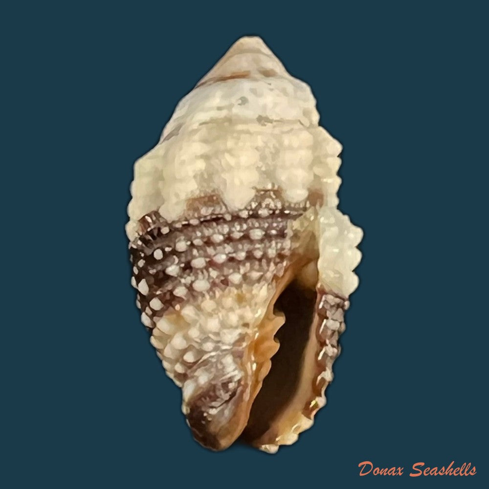 condylomitra-tuberosa-reeve-1845-16-2mm-copia