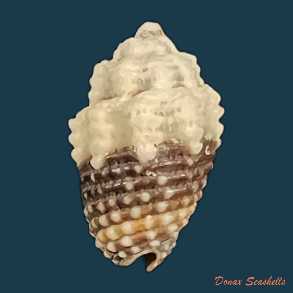 condylomitra-tuberosa-reeve-1845-16mm-copia