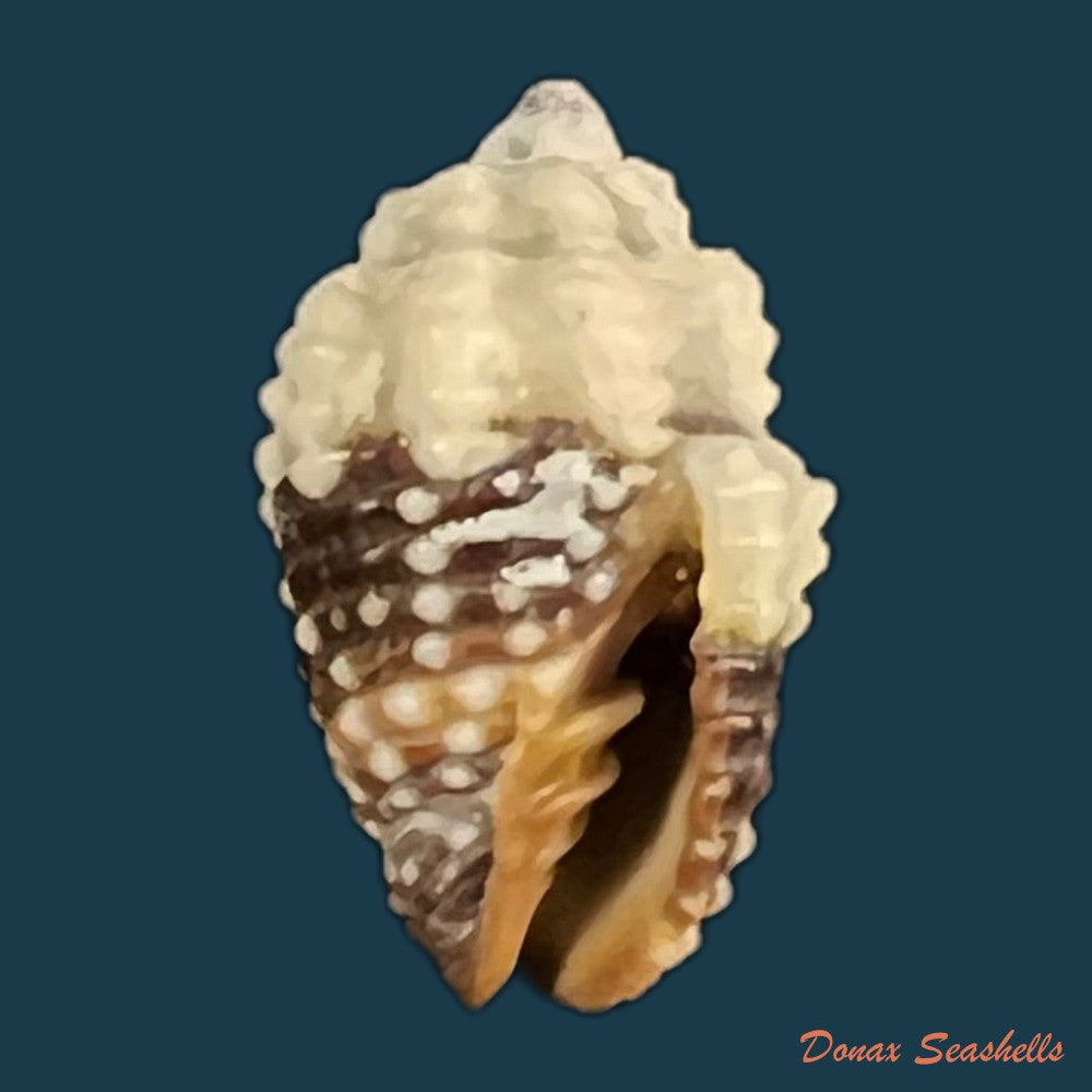 condylomitra-tuberosa-reeve-1845-16mm-copia