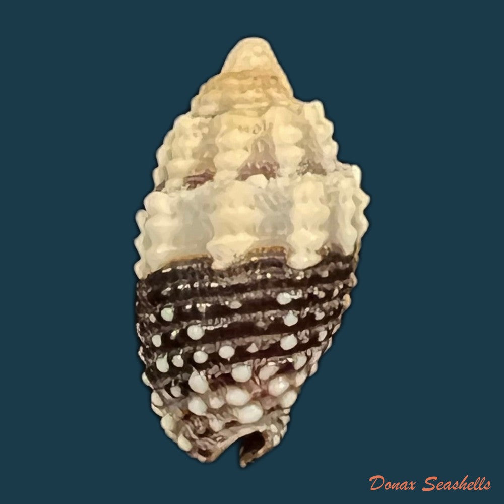 condylomitra-tuberosa-reeve-1845-18-1mm-copia
