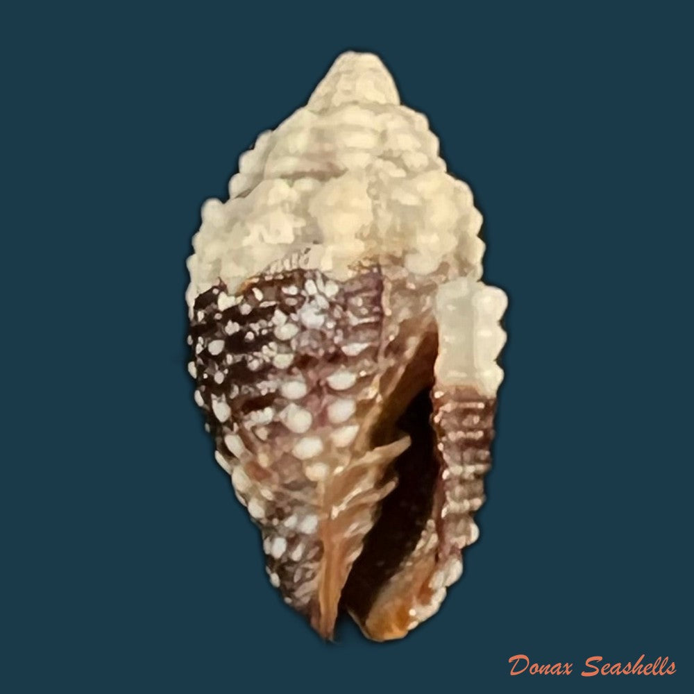 condylomitra-tuberosa-reeve-1845-18-1mm-copia