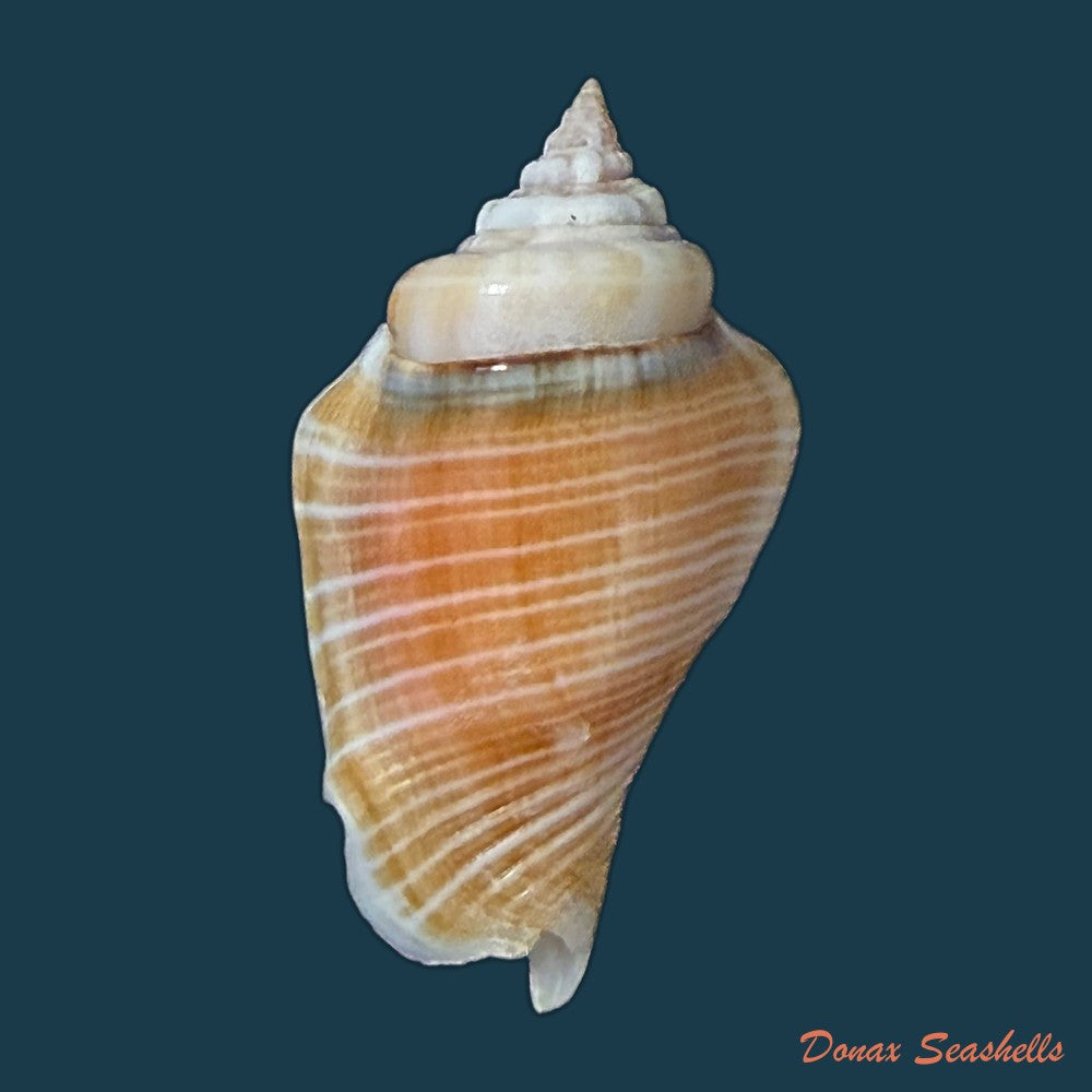 conomurex-fasciatus-born-1778-35-6mm-copia