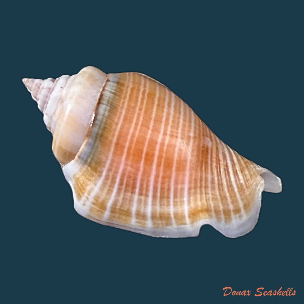 conomurex-fasciatus-born-1778-35-6mm-copia