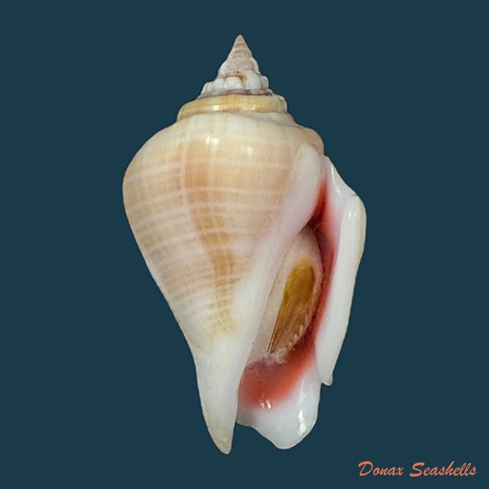 conomurex-fasciatus-born-1778-35-6mm-copia