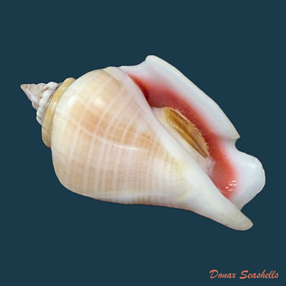 conomurex-fasciatus-born-1778-35-6mm-copia