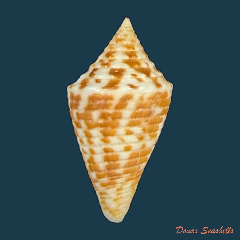 conus-acutimarginatus-sowerby-1866-18-8mm-copia