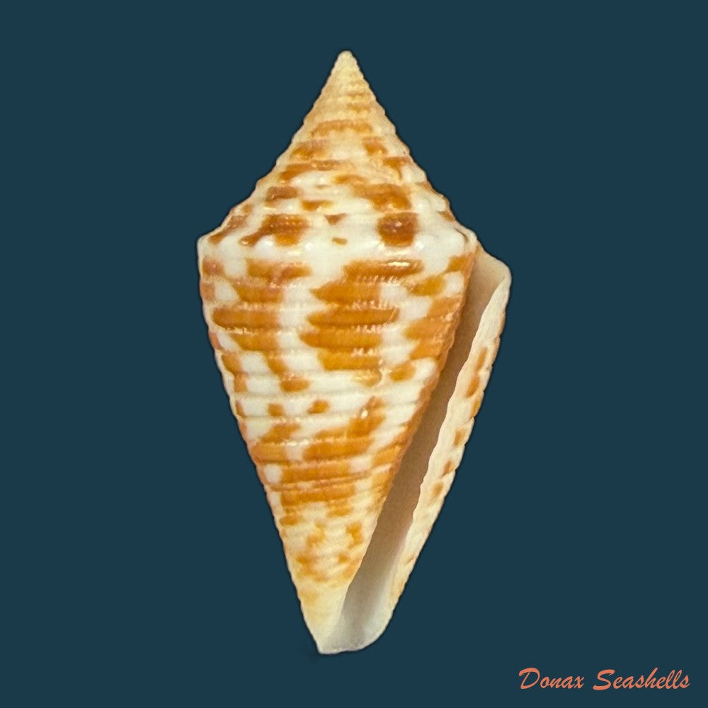 conus-acutimarginatus-sowerby-1866-18-8mm-copia