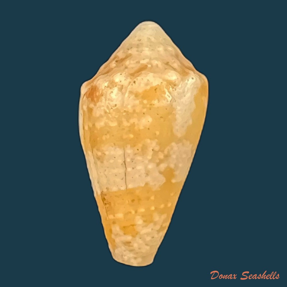 conus-aff-sennottorum-rehder-abbott-1951-22-5mm-copia