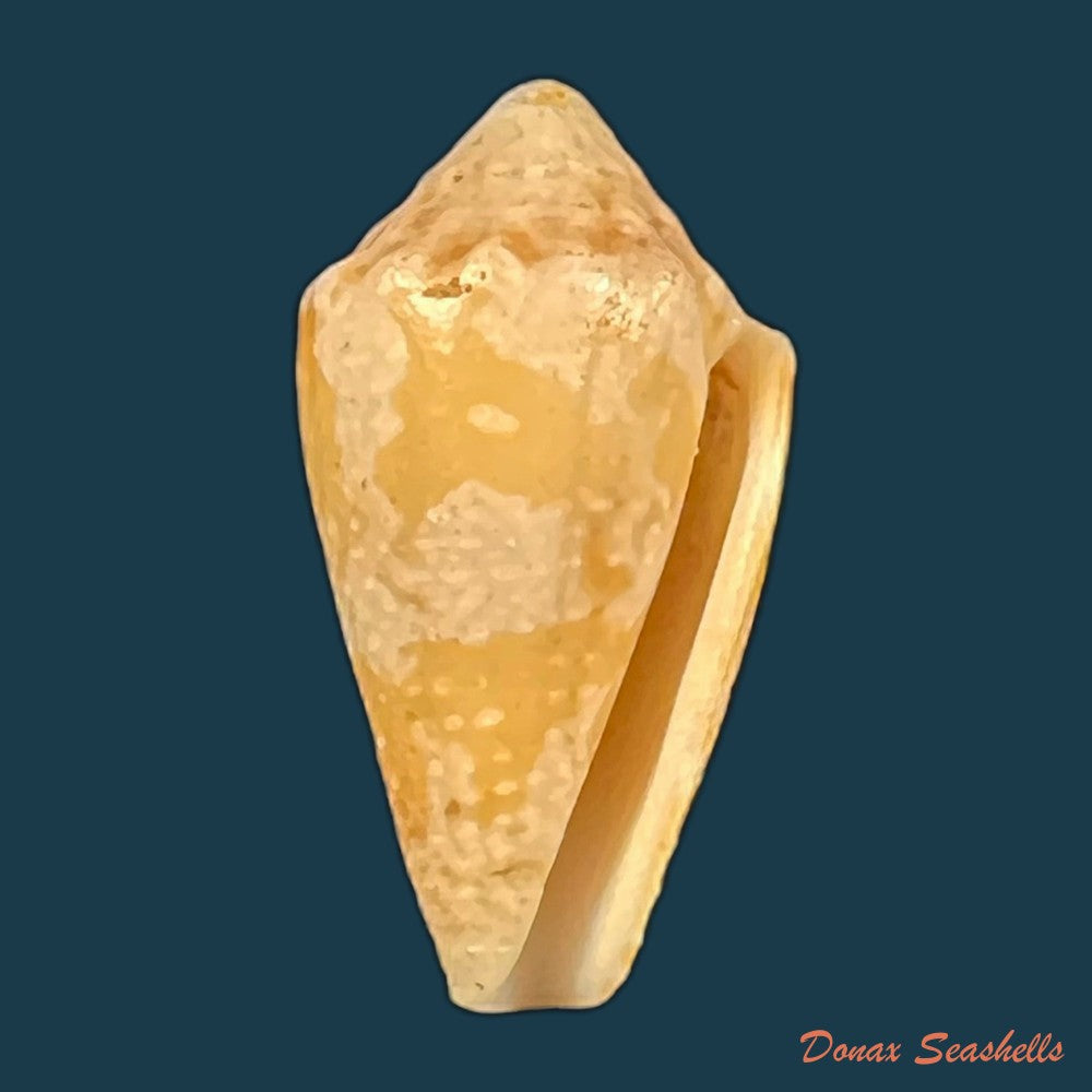 conus-aff-sennottorum-rehder-abbott-1951-22-5mm-copia