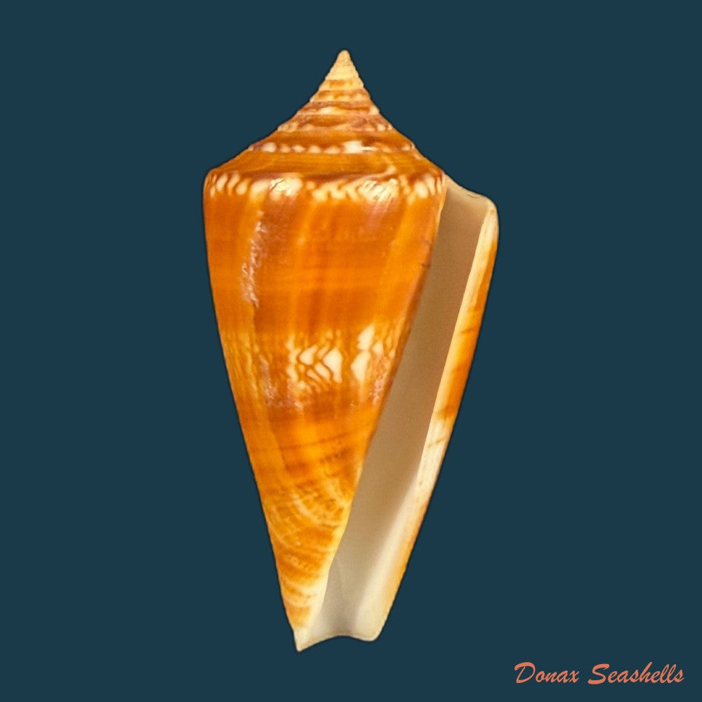 conus-amadis-var-castaneofasciata-dautzenberg-1937-44-8mm-copia