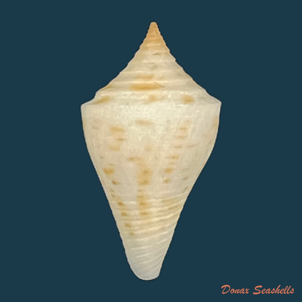conus-aureopunctatus-petuch-1987-16mm-copia-1
