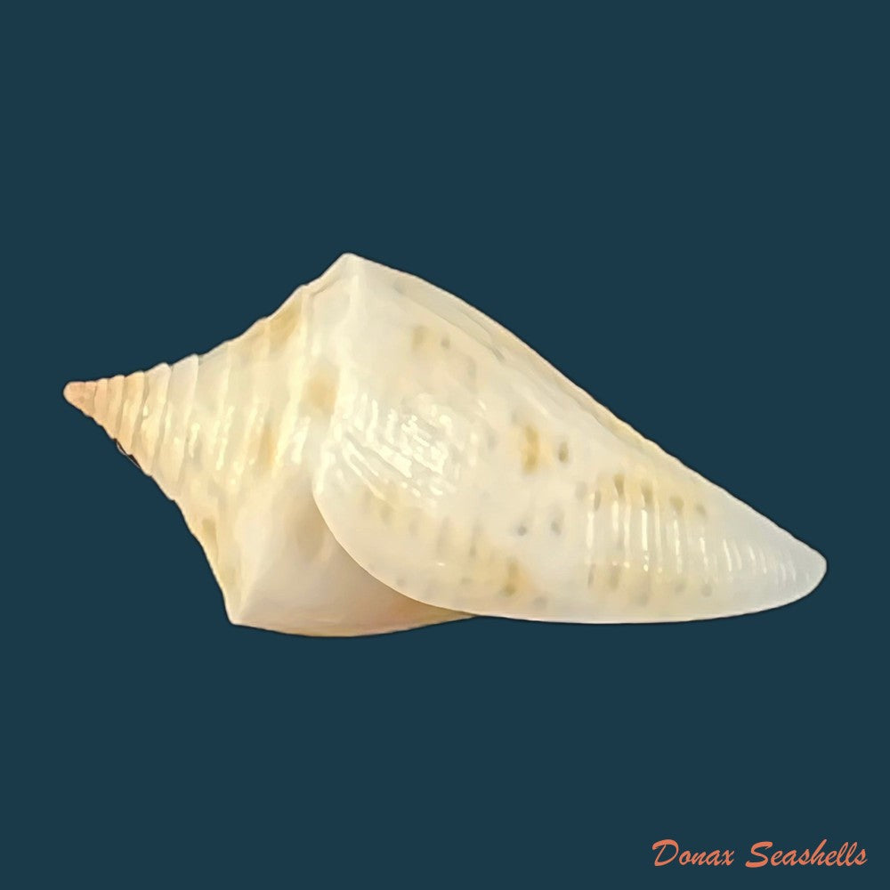 conus-aureopunctatus-petuch-1987-16mm-copia-1