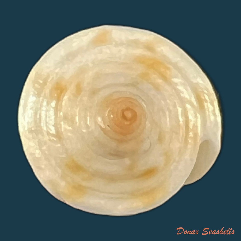 conus-aureopunctatus-petuch-1987-16mm-copia-1