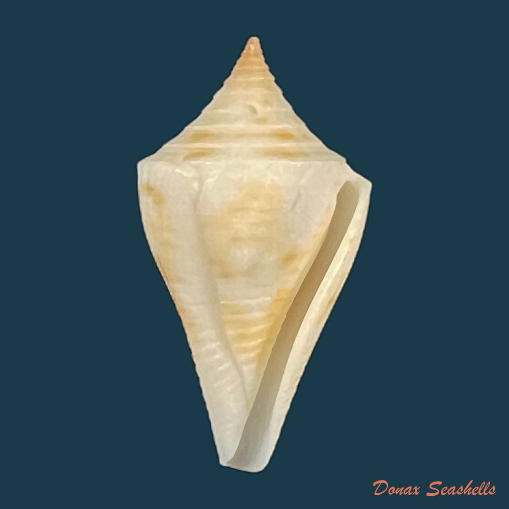 conus-aureopunctatus-petuch-1987-16mm-copia-1