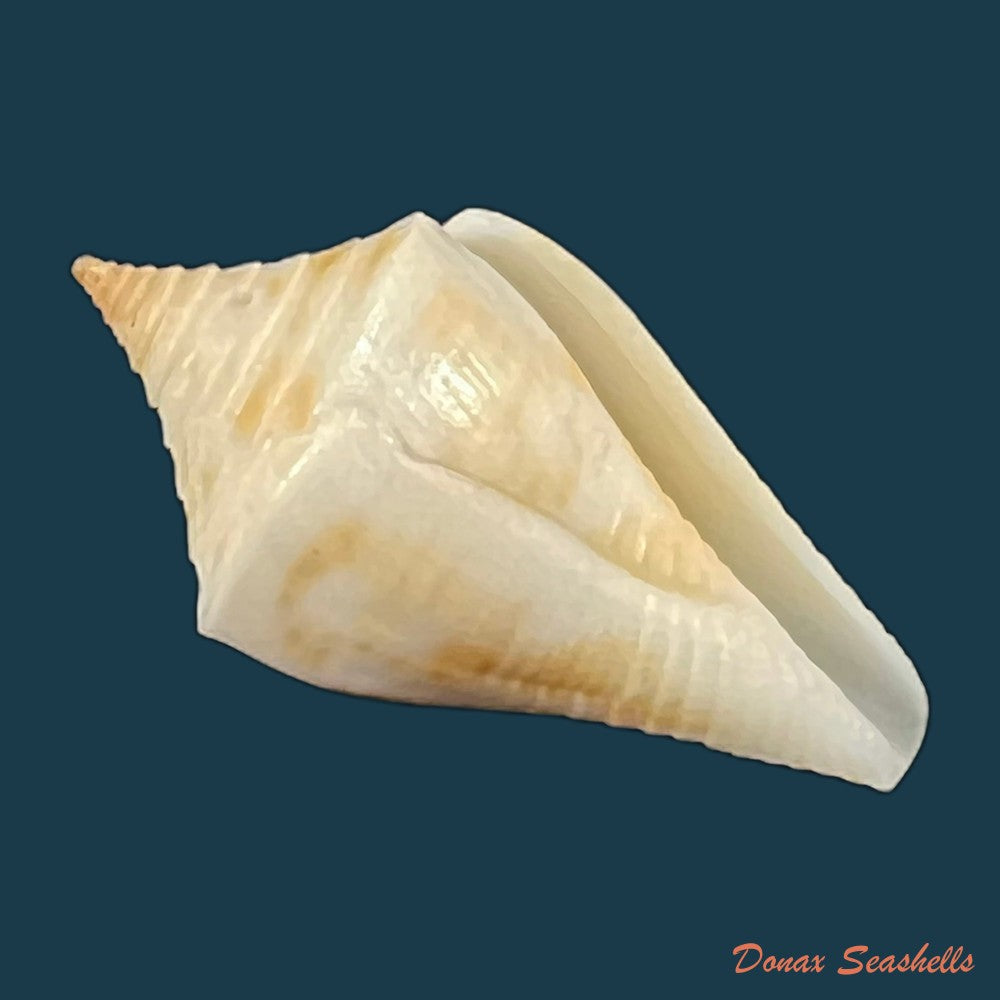 conus-aureopunctatus-petuch-1987-16mm-copia-1