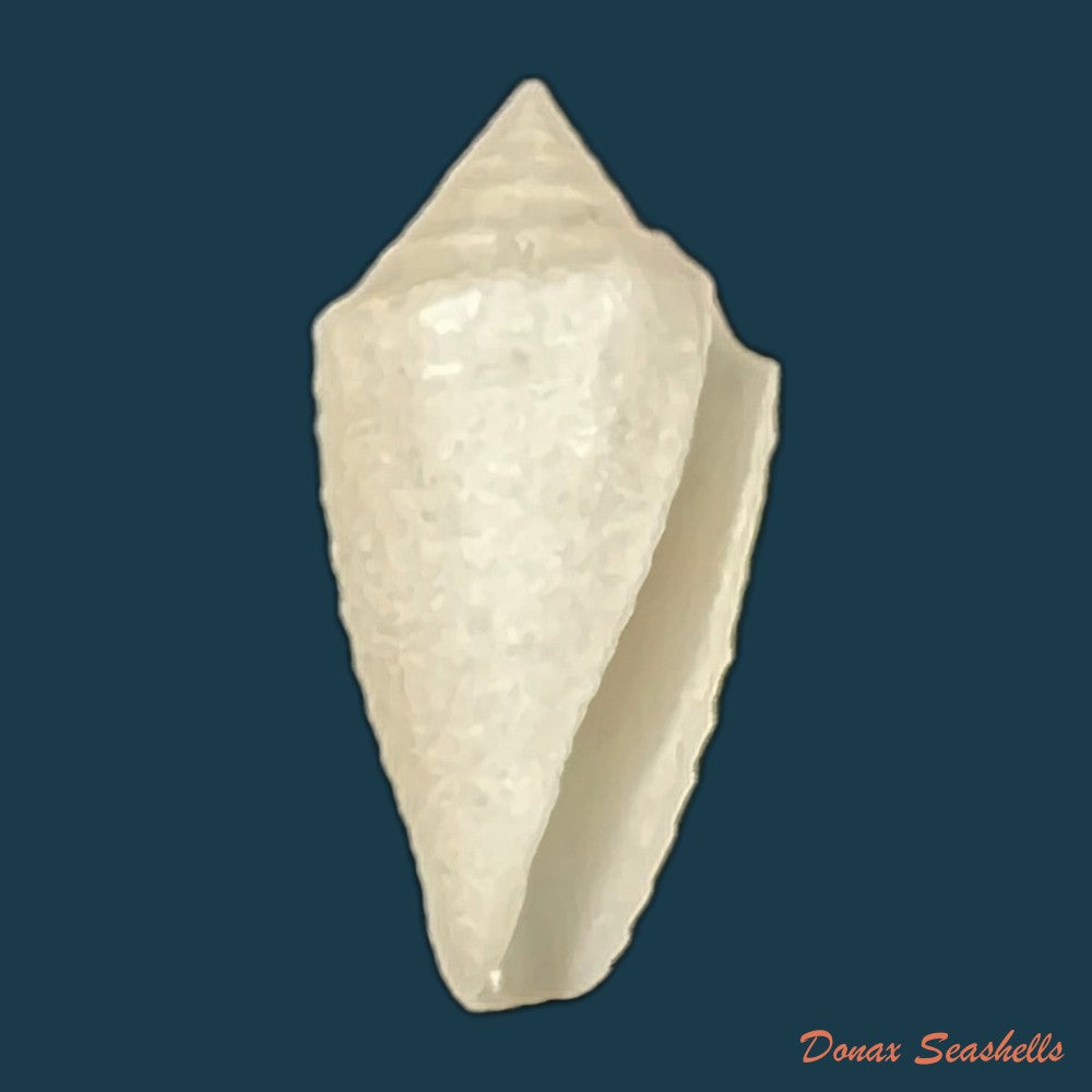 conus-aureopunctatus-petuch-1987-16mm-copia