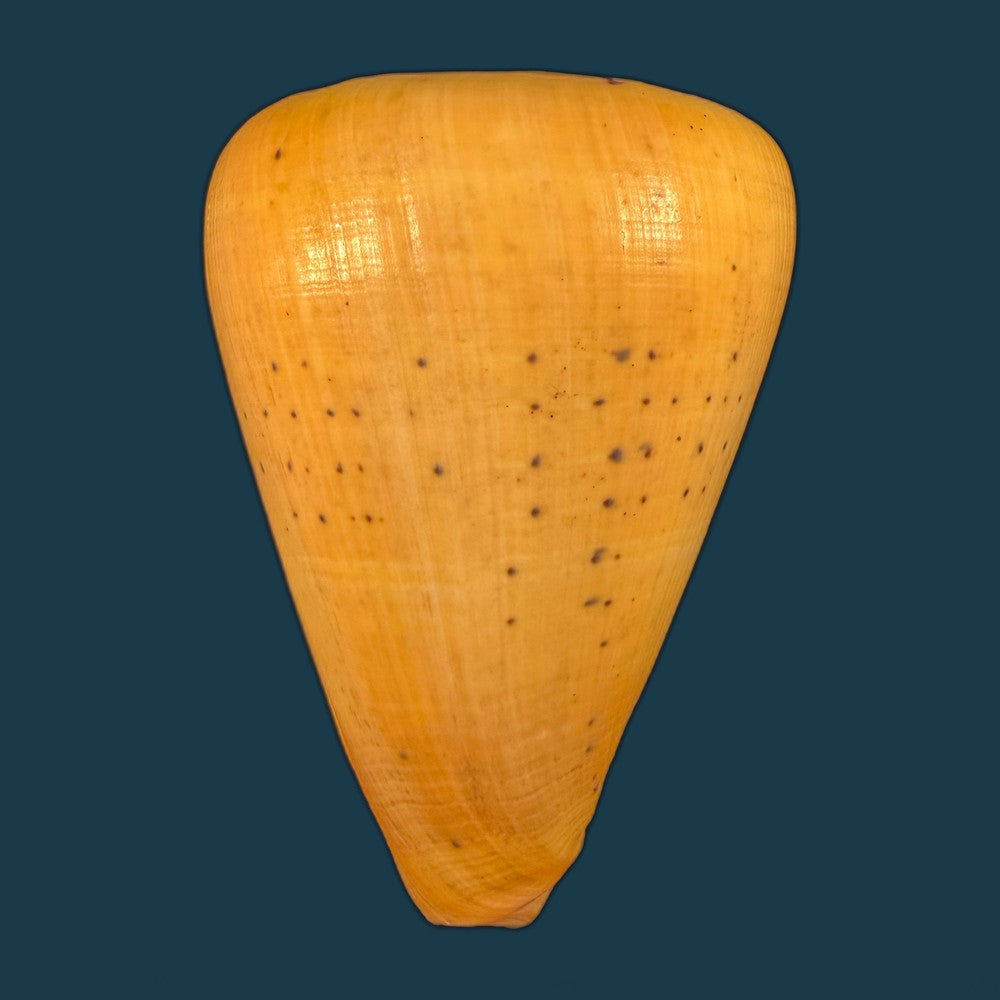 conus-betulinus-linnaeus-1758-135-6mm-copia