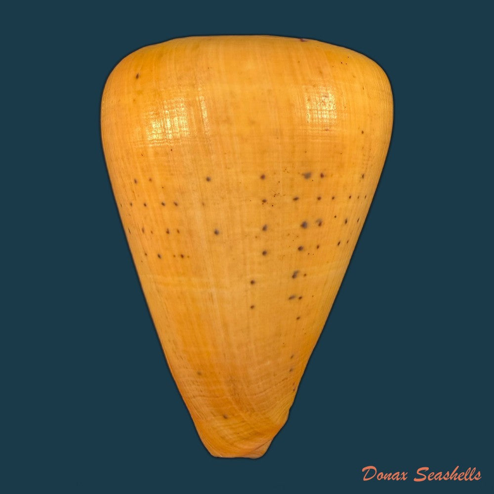 conus-betulinus-linnaeus-1758-135-6mm-copia