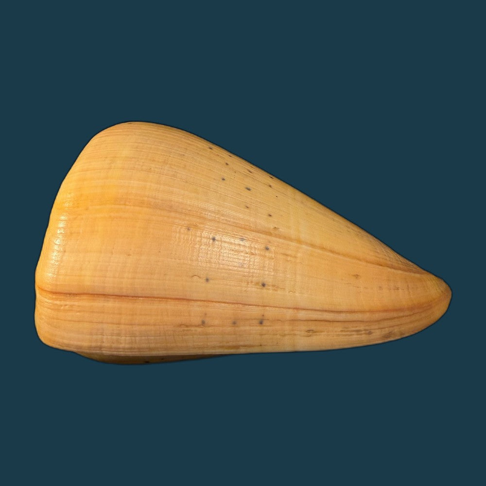 conus-betulinus-linnaeus-1758-135-6mm-copia