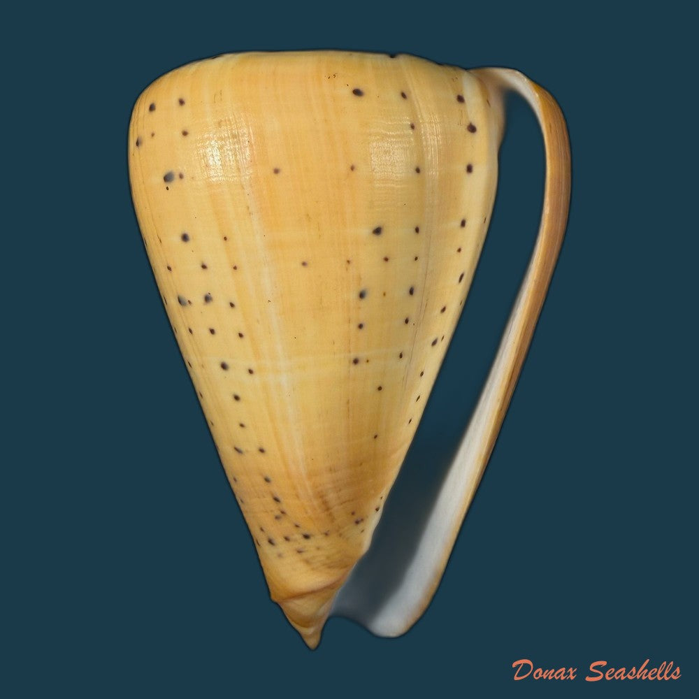 conus-betulinus-linnaeus-1758-135-6mm-copia
