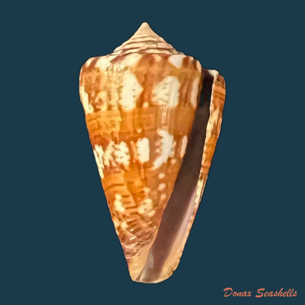 conus-brasiliensis-clench-1942-23-9mm-copia