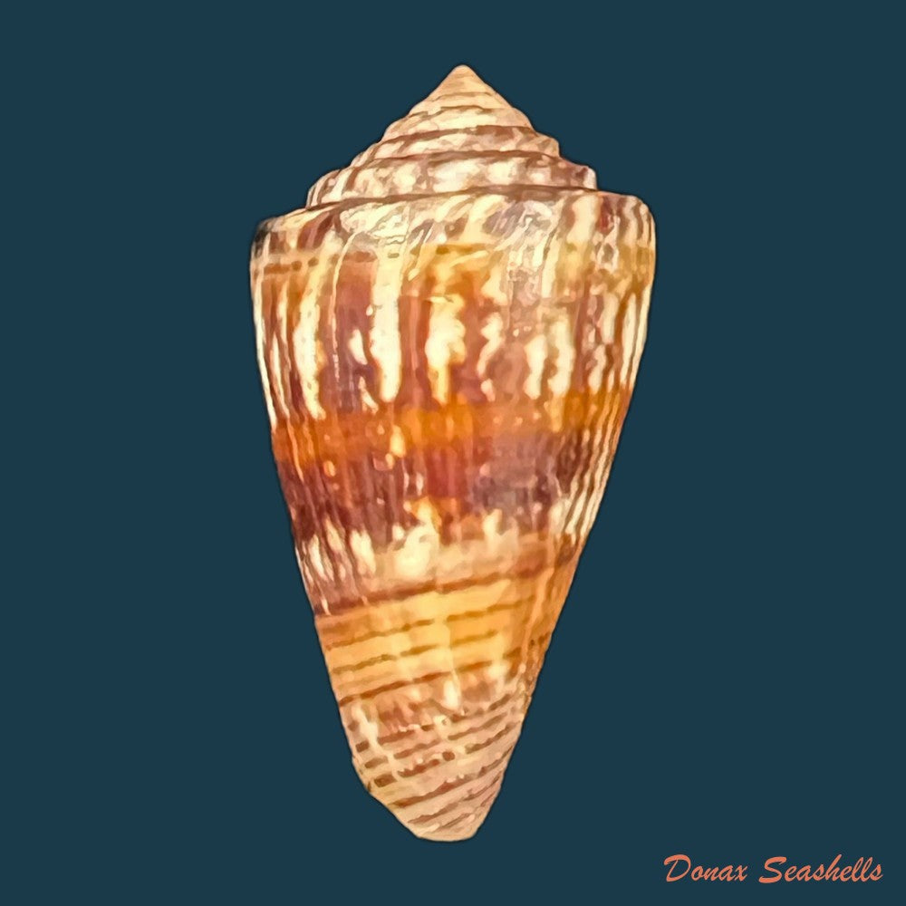 conus-brasiliensis-clench-1942-24mm-copia