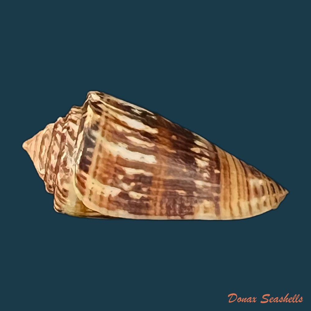 conus-brasiliensis-clench-1942-24mm-copia
