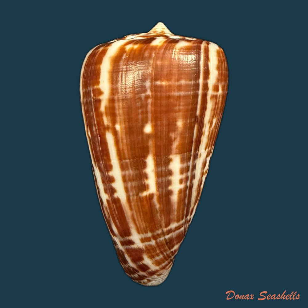 conus-cacao-ferrario-1983-24-8mm-copia