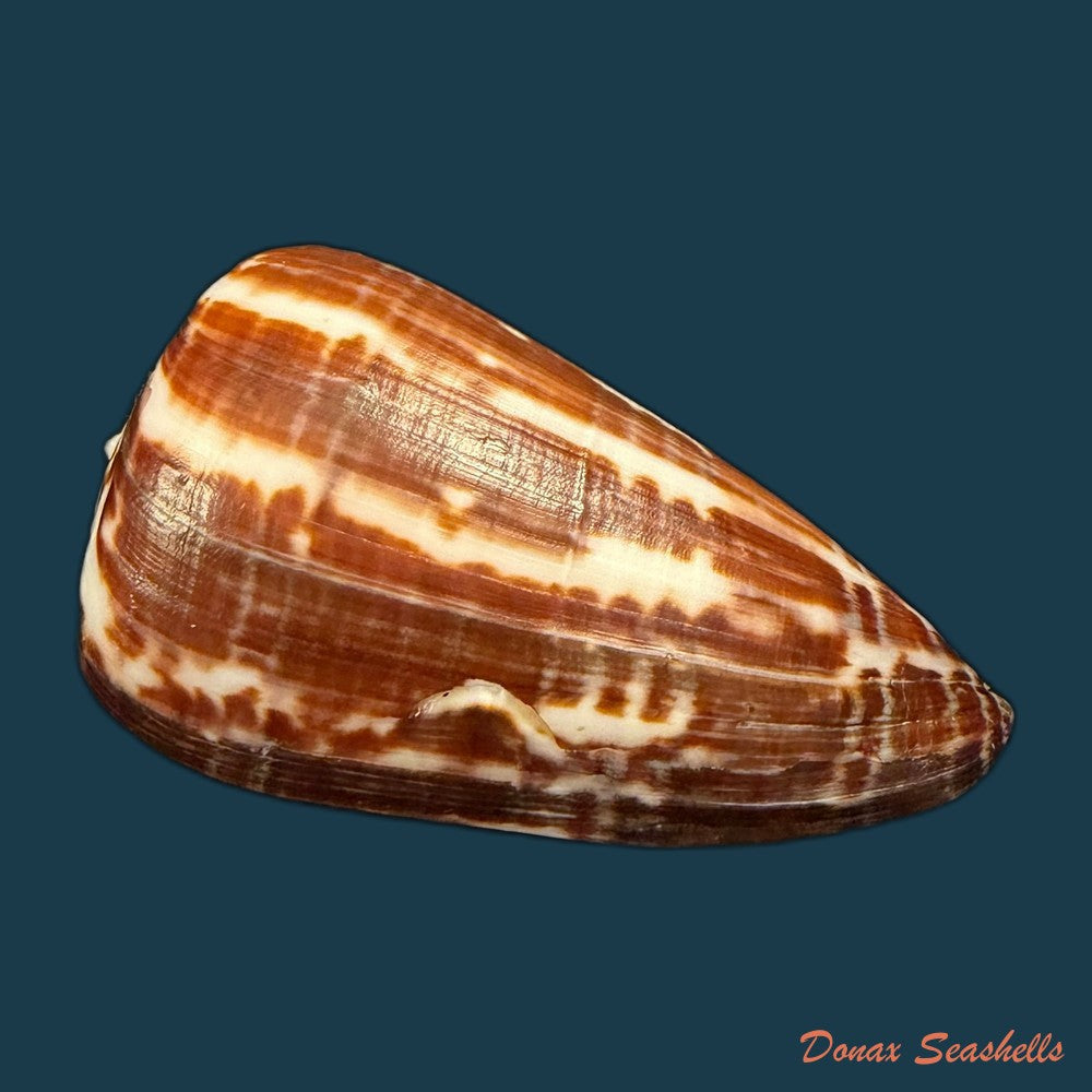 conus-cacao-ferrario-1983-24-8mm-copia