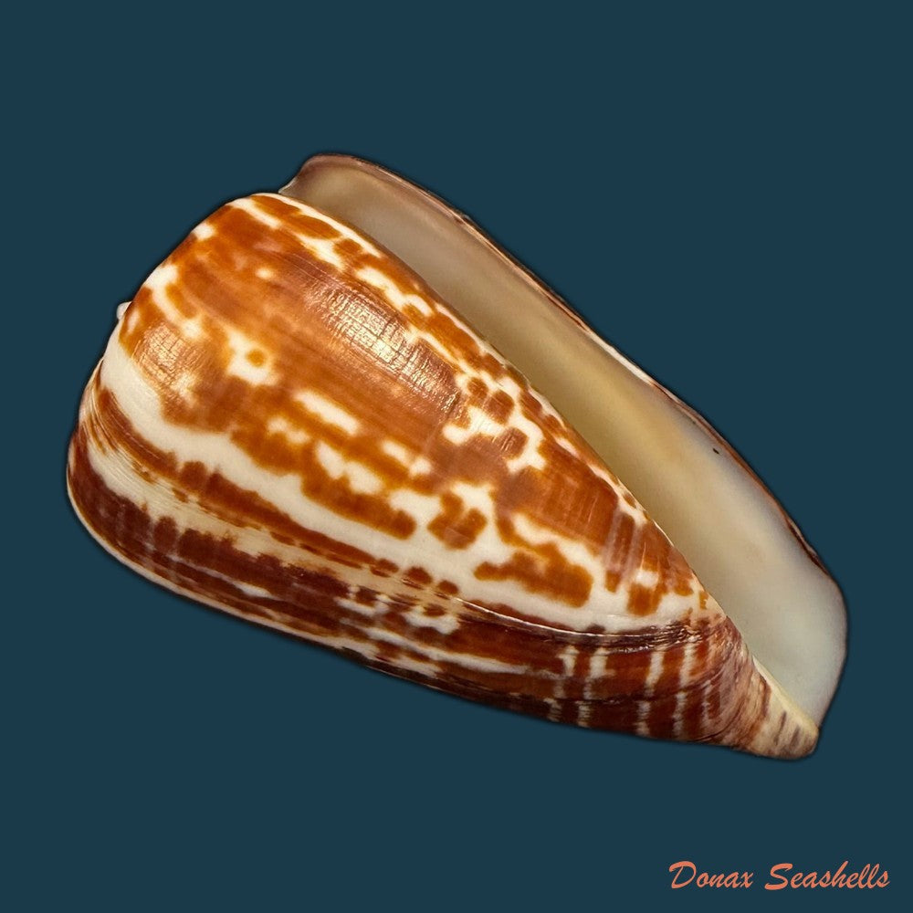 conus-cacao-ferrario-1983-24-8mm-copia