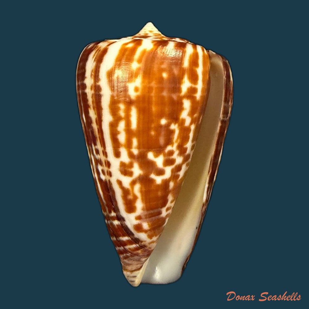 conus-cacao-ferrario-1983-24-8mm-copia