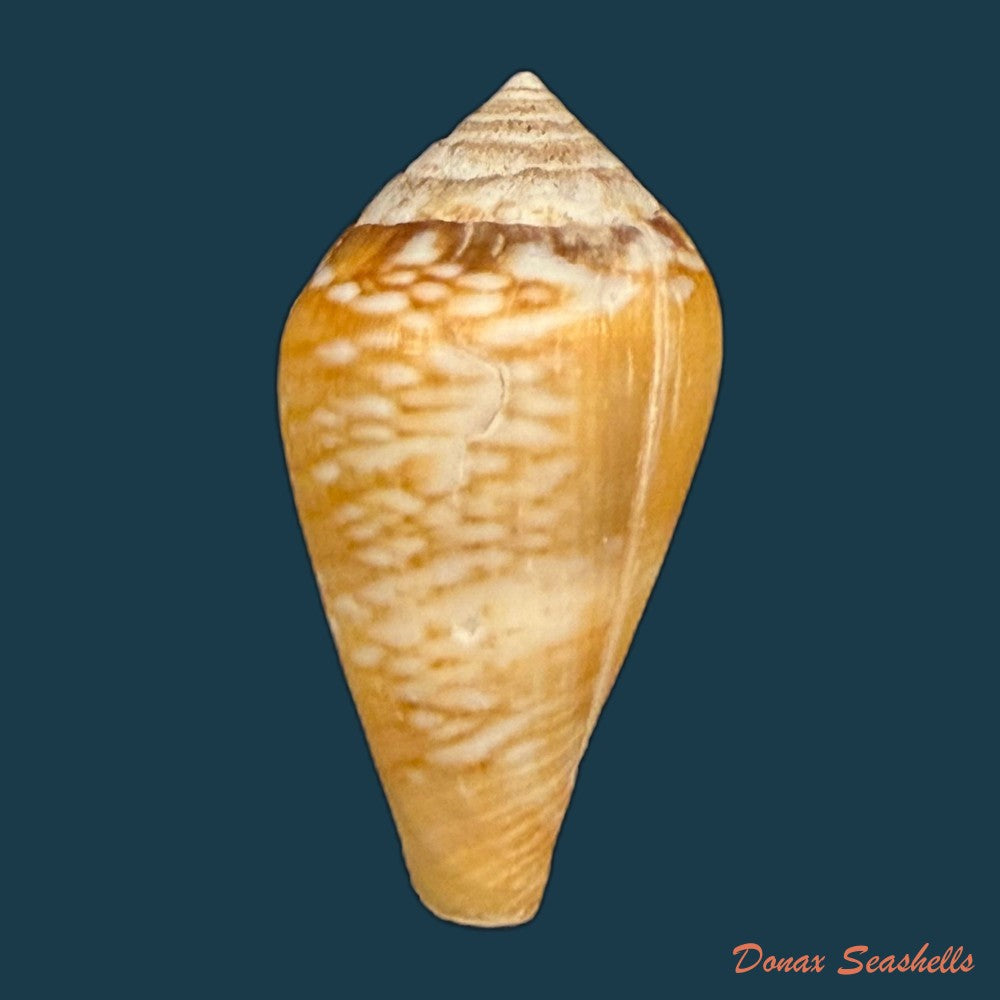 conus-cacao-ferrario-1983-27-5mm-copia